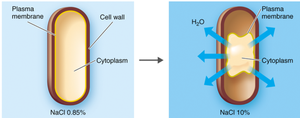 Plasmolysis in hypertonic solution
