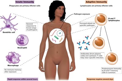 Diagram comparing innate and adaptive immunity in the human body