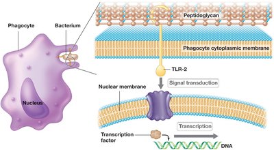 TLR-2 signal transduction pathway in phagocytes