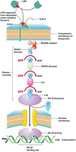 Signal transduction cascade in innate immunity