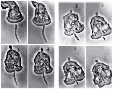 Macrophage phagocytosis of Bacillus megaterium