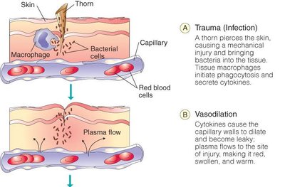 Neutrophil response to chemokines and tissue injury
