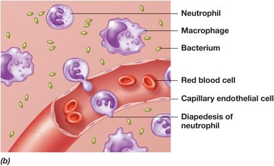 Phagocyte attraction and tissue repair during inflammation