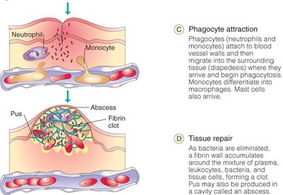 Diagram of immune cell recruitment to site of injury