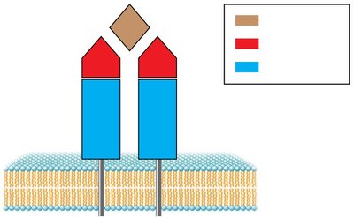 T-cell receptor structure