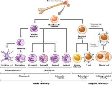 Hematopoietic stem cell differentiation into immune cells
