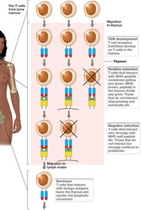 T cell selection and clonal deletion in the thymus