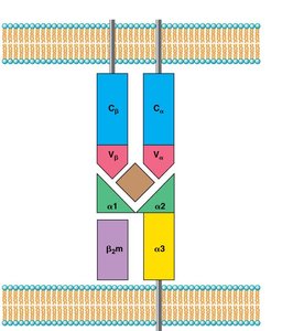 T cell receptor binding to MHC I on target cell