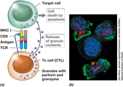 T-cytotoxic cell killing a target cell