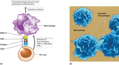 Th1 cell activating macrophage