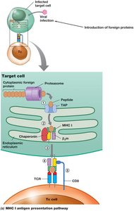 MHC I antigen presentation pathway