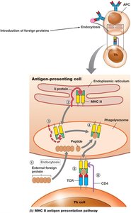 MHC II antigen presentation pathway
