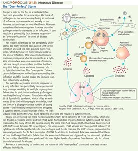 Antibody structure