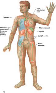Diagram of the human lymphatic system and lymphoid organs