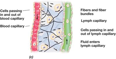 Diagram of blood and lymph capillaries showing cell movement