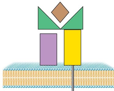 Diagram of MHC I protein structure