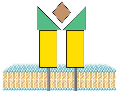 Diagram of MHC II protein structure