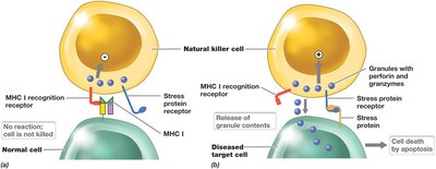 Recognition of normal and diseased cells by NK cells