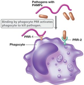 Phagocyte recognizing PAMPs with PRRs
