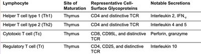 Diagram of clonal deletion of T cells in the thymus