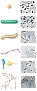 Major cell morphologies: coccus, rod, spirillum, spirochete, stalk, hypha, filamentous, budding and appendaged bacteria