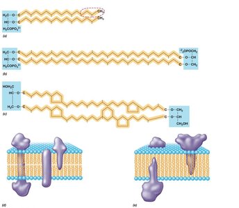Archaeal membrane lipid structures