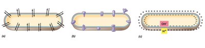 Functions of the cytoplasmic membrane