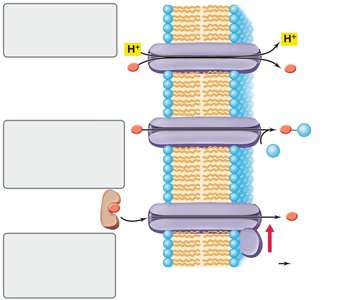 Three major classes of transport systems in prokaryotes