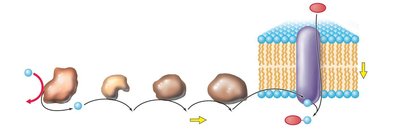 Group translocation: phosphotransferase system