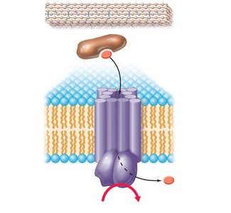 ABC transporter system