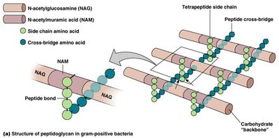 Peptidoglycan structure: NAG, NAM, and peptide cross-links