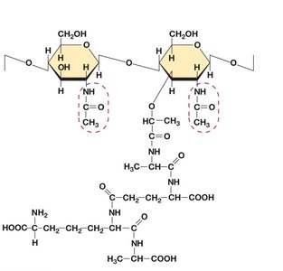 Detailed structure of peptidoglycan with glycan tetrapeptide and cross-links