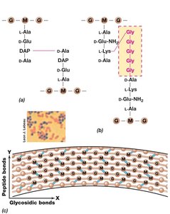 Comparison of peptidoglycan in gram-negative and gram-positive bacteria