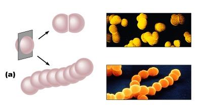 Bacterial cell arrangements: diplococci and streptococci