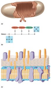 Gram-positive cell wall with teichoic acids and lipoteichoic acids