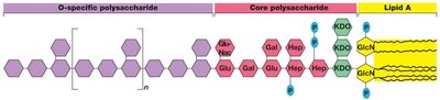 LPS structure: O-specific polysaccharide, core polysaccharide, Lipid A
