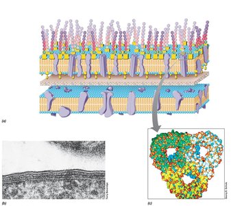 Gram-negative outer membrane with LPS, porins, and periplasm