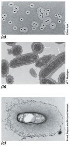 Bacterial capsule structure