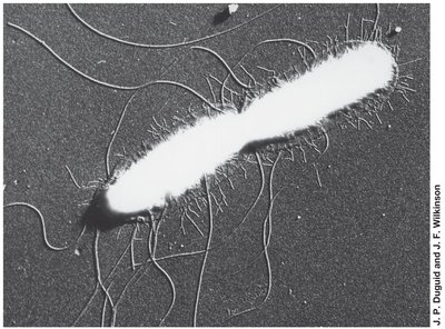 Fimbriae and flagella on bacterial cell