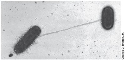 Pilus structure with virus attachment