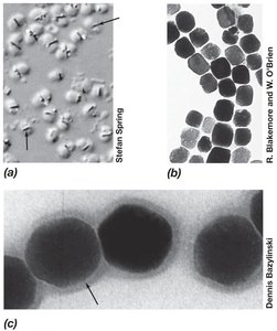 Magnetosomes in bacteria