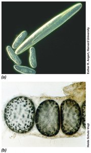 Large prokaryotes: Epulopiscium fishelsoni and Thiomargarita namibiensis