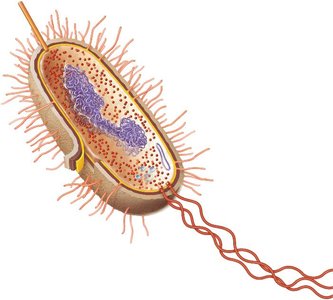 Structure of a prokaryotic cell