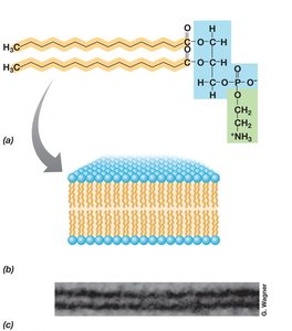 Phospholipid bilayer structure
