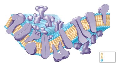 Membrane proteins in the phospholipid bilayer
