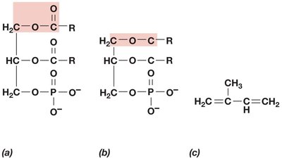 Ester vs. ether linkages in membrane lipids