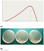 Graph showing the effects of temperature on microbial growth and petri dishes with microbial colonies