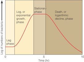 Bacterial growth curve showing lag, log, stationary, and death phases