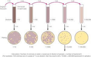 Serial dilution and plate count method for direct measurement of microbial growth