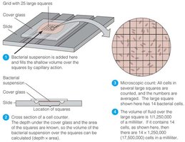 Direct microscopic count using a cell counter